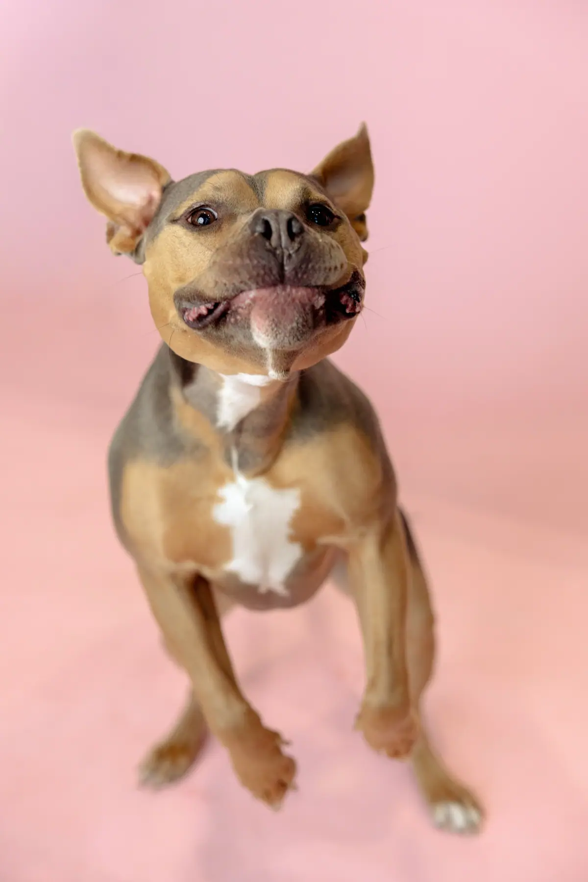 Dog catching a treat mid-air against a pink studio background