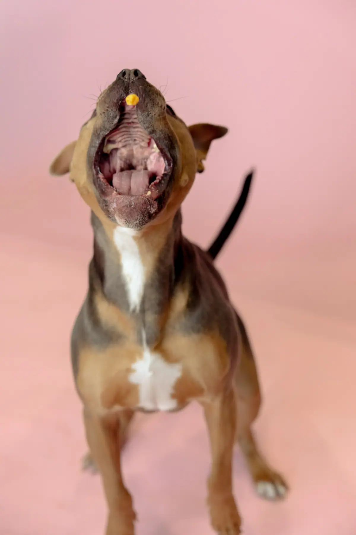 Puppy caught mid head-shake against a pink studio background