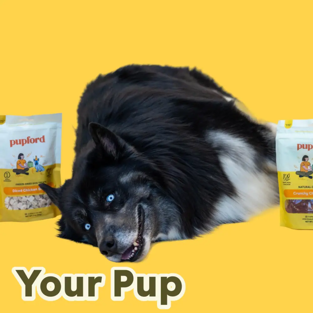 Yellow ad frame reading Your Pup with a black dog