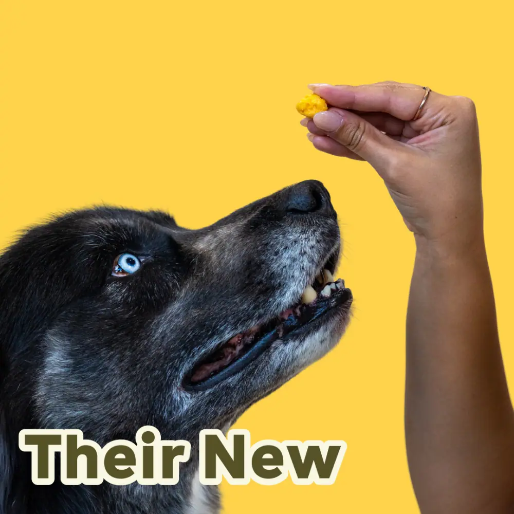Yellow ad frame reading Their New with a dog taking a treat